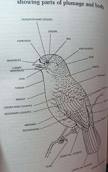 African Birds in Field and Aviary a Guide to a Mixed Collection - Softcover - 262 pages