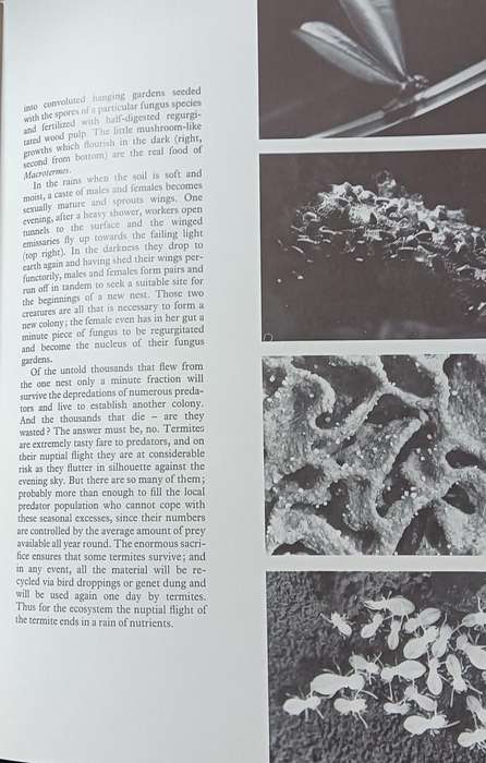 Pyramids of Life - John Reader & Harvey Croze - Hardcover - 222 Pages
