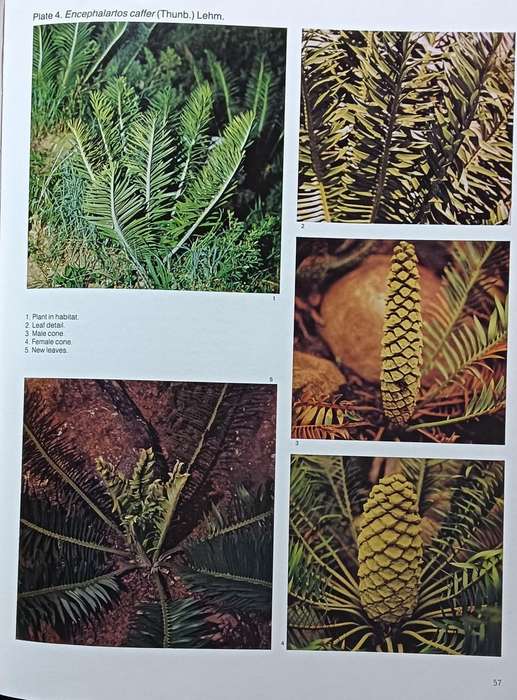 Cycads of South Africa - Cynthia Giddy - Hardcover - 111 Pages