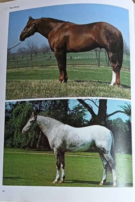 The Country Life Book of the Horse - Robert Owen (Editor) - Hardcover - 231 pages