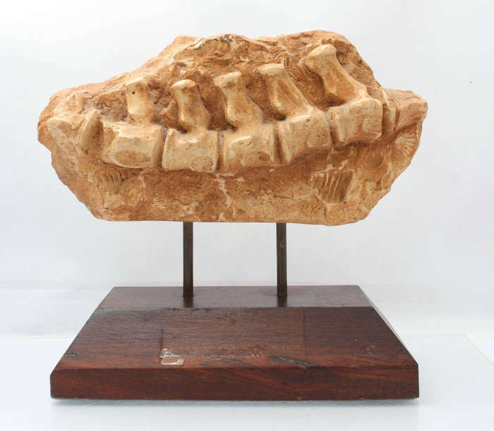 Fossil Casting