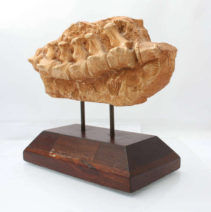 Fossil Casting