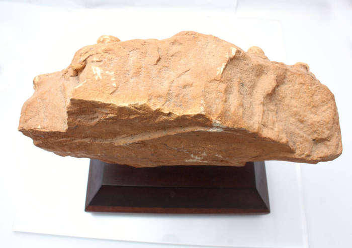 Fossil Casting