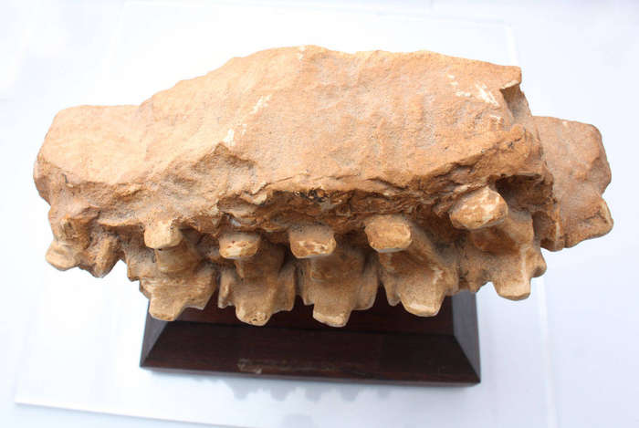 Fossil Casting