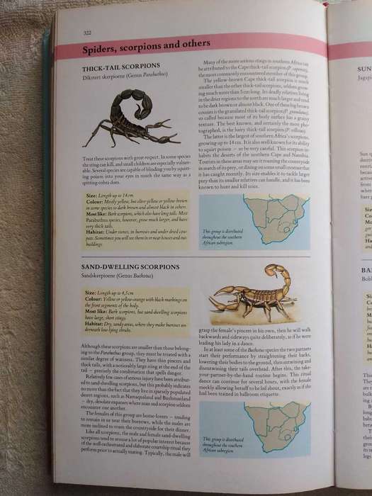 South African Wildlife