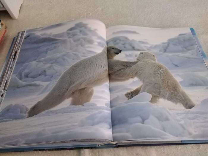 Michael Poliza Antarctic