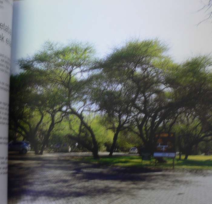 Bome van plek tot plek in die Nasionale Krugerwildtuin deur Marissa Greeff(pragtige boomboek)