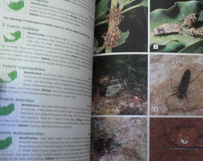 Field Guide to insects of South Africa by Alan Weaving and others