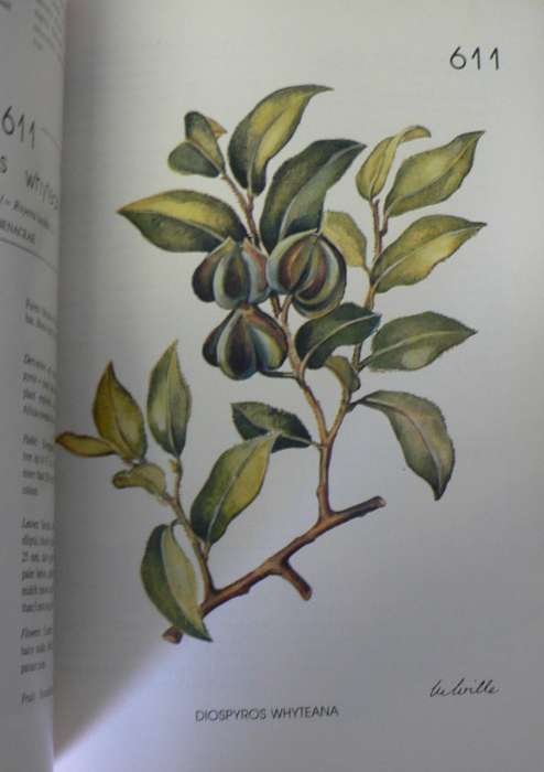 2 x Eastern Cape Tree books(South African nature books/Eastern Cape)