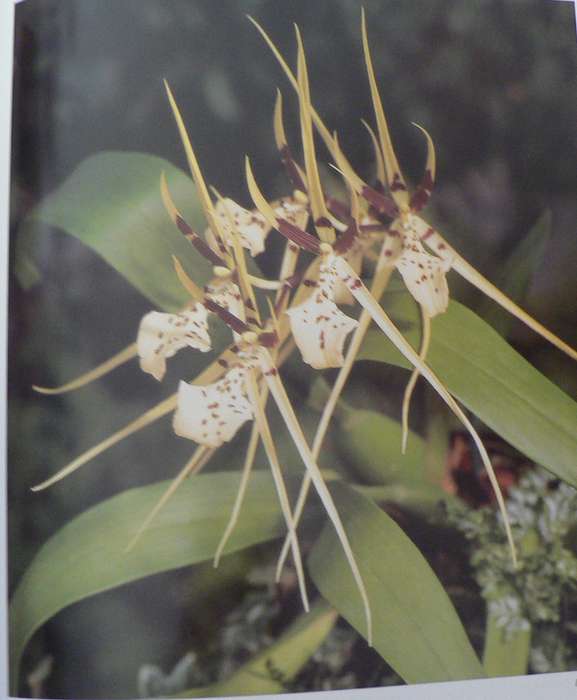The practical encyclopedia of Orchids by Brian and wilam Rittershausen