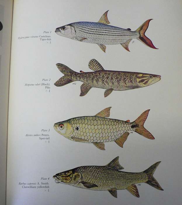 Freshwater fishes of Southern Africa by R.A. Jubb(scarce book)