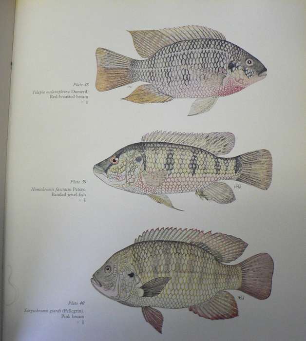 Freshwater fishes of Southern Africa by R.A. Jubb(scarce book)