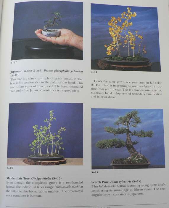 Miniature Bonsai by Herb L. Gustafson