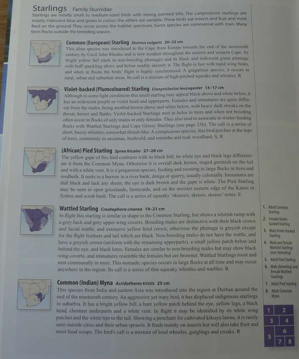 Sasol Birds 0f Southern  Africa, a photographic guide by Sinclair and Davidson