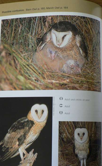 Raptor identification Guide for Southern Africa by Oberprieler and Cillie