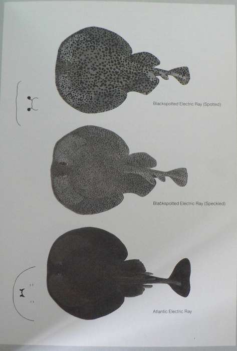 Guide to the Sharks and Rays of Southern Africa by various (this one is a scarce guide)