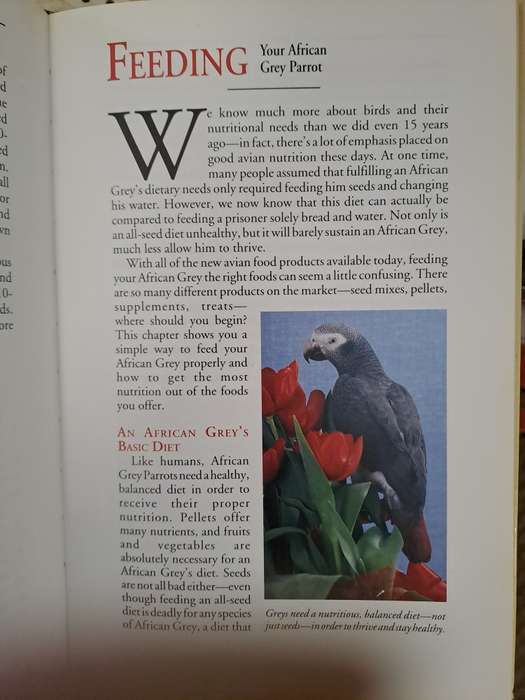 AFRICAN GREY PARROTS. By N Moustaki