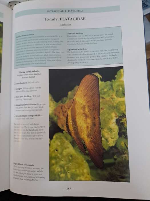 THE BOOK OF MARINE AQUARIUM. By Nick Dakin