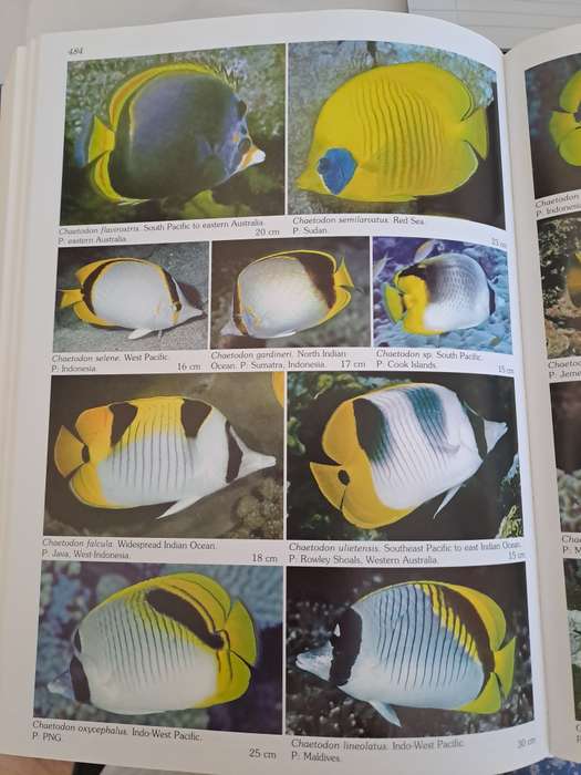 WORLD ATLAS OF MARINE FISHES.  By R Kuiter & H Debelius