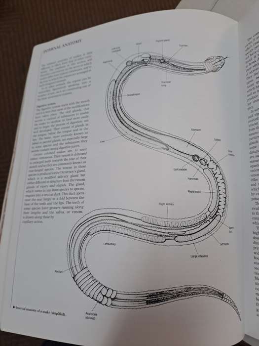 THE ENCYCLOPEDIA OF SNAKES.  By C Mattison