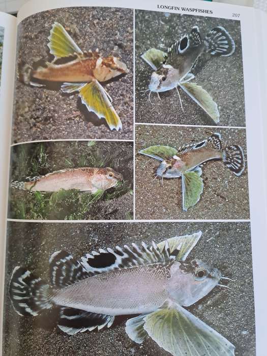 WORLD ATLAS OF MARINE FISHES.  By R Kuiter & H Debelius