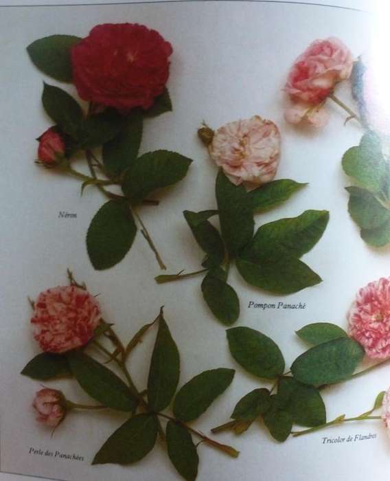 ROSES  By R Phillips & M Rix