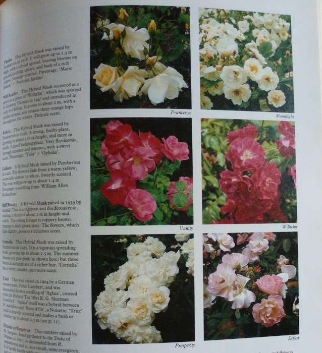 ROSES  By R Phillips & M Rix