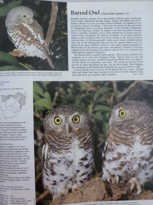 THE COMPLETE BOOK OF SOUTHERN AFRICAN BIRDS