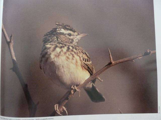 THE COMPLETE BOOK OF SOUTHERN AFRICAN BIRDS