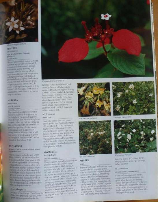 THE ULTIMATE SOUTHERN AFRICN GARDENING BOOK. By Kristo Pienaar