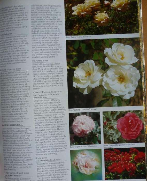 THE ULTIMATE SOUTHERN AFRICN GARDENING BOOK. By Kristo Pienaar