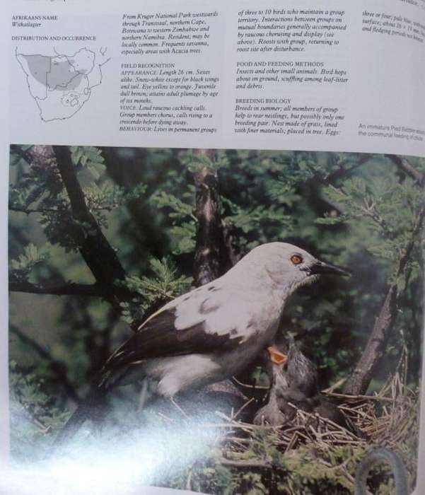 THE COMPLETE BOOK OF SOUTHERN AFRICAN BIRDS