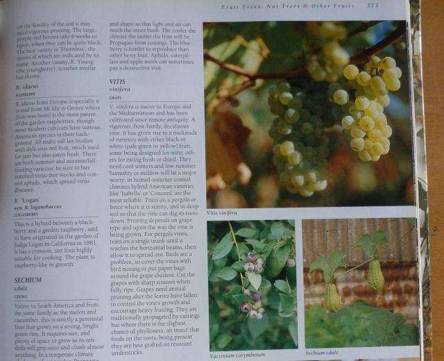 THE ULTIMATE SOUTHERN AFRICN GARDENING BOOK. By Kristo Pienaar