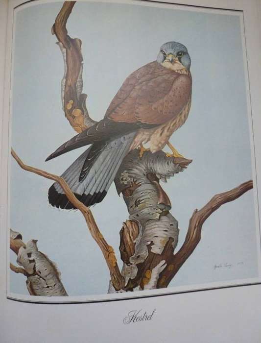THE COUNTRY LIFE BOOK OF BIRDS OF PREY.  By G Parry & R Putman