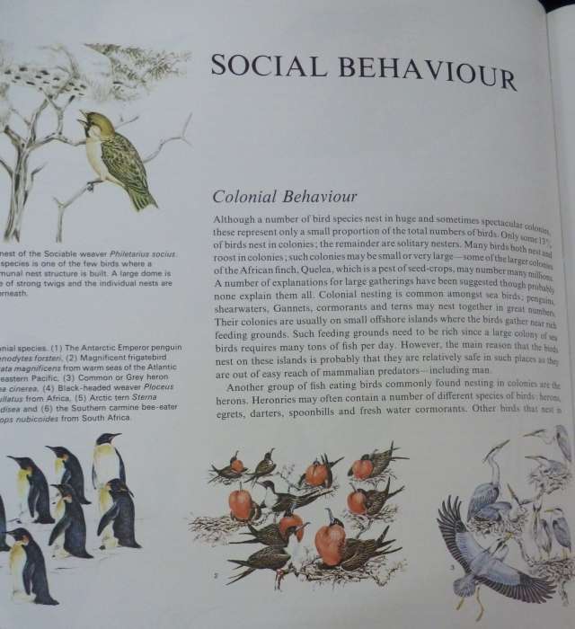 BIRD LIFE - AN INTRODUCTIONTO THE WORLD OF BIRDS. By C Perrins