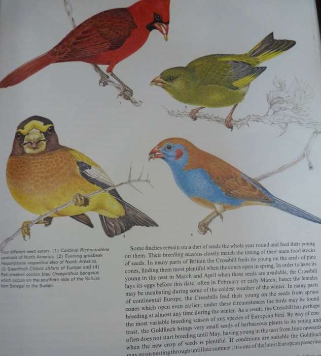 BIRD LIFE - AN INTRODUCTIONTO THE WORLD OF BIRDS. By C Perrins