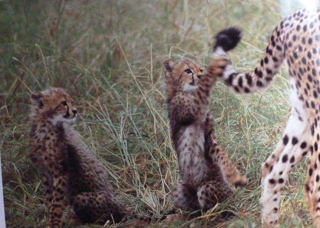 TALES & TALES - Young Animals and Folklore from Africa