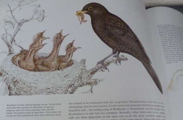 BIRD LIFE - AN INTRODUCTIONTO THE WORLD OF BIRDS. By C Perrins