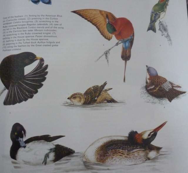 BIRD LIFE - AN INTRODUCTIONTO THE WORLD OF BIRDS. By C Perrins
