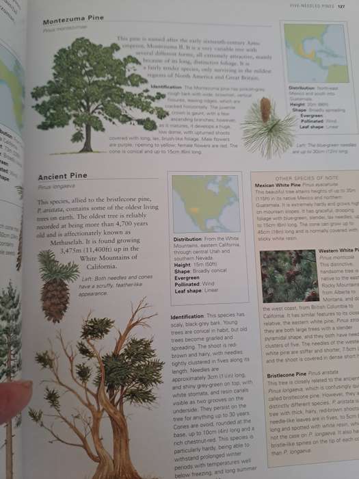TREES OF THE WORLD.