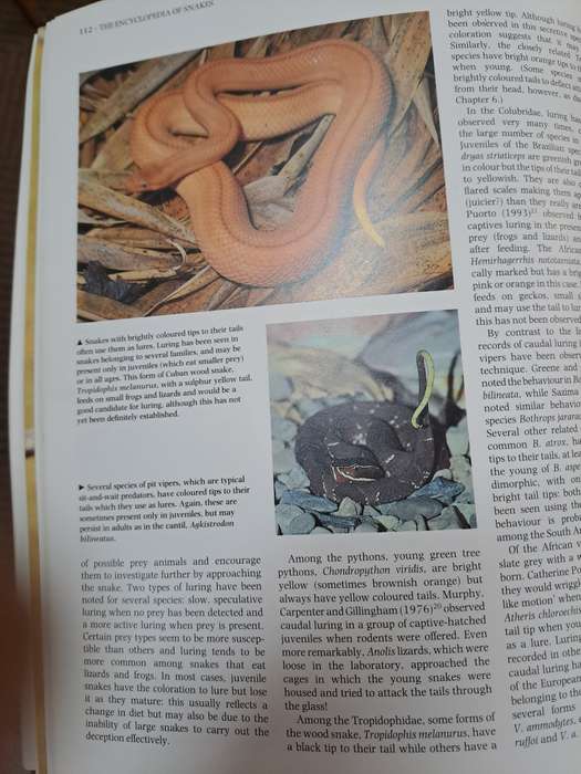 THE ENCYCLOPEDIA OF SNAKES.  By C Mattison