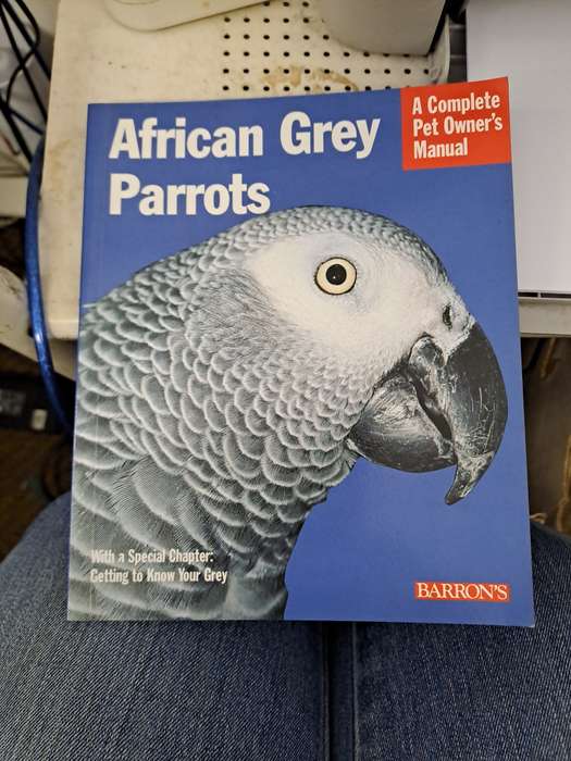AFRICAN GREY PARROTS.