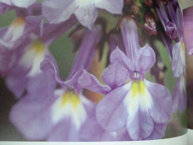 VANISHING FLORA -