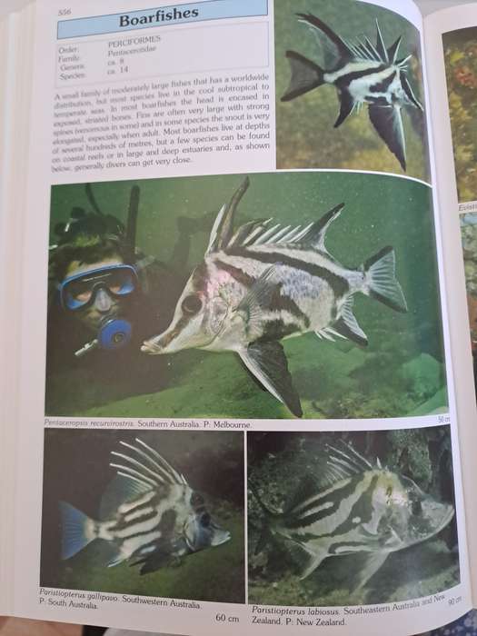 WORLD ATLAS OF MARINE FISHES.  By R Kuiter & H Debelius