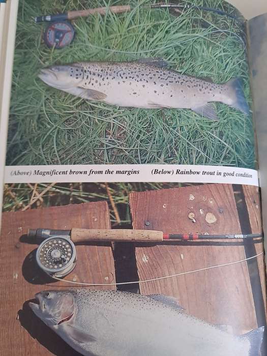 TROUT THROUGH THE LOOKING÷GLASS.By M Meintjes