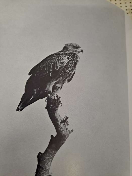 EAGLE DAYS. By Peter Steyn.  SIGNED