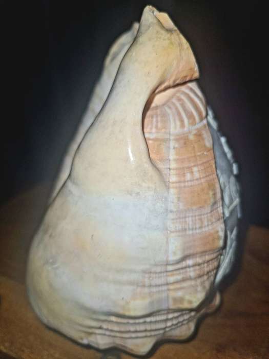 VINTAGE HAND CARVED CAMEO SEA SHELL LAMP