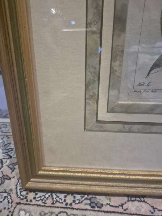 ORIGINAL 1783 hand coloured engraving of pears by Jean-Victor Dupin ( 1743 -1789). GREAT FRAME MOUNT