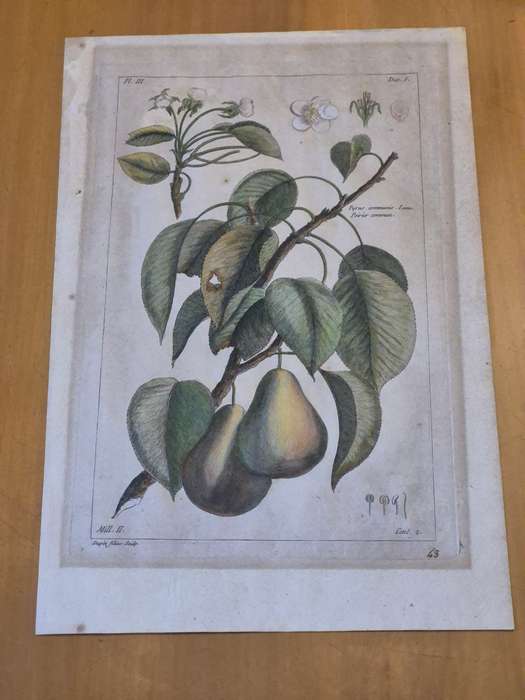 ORIGINAL 1783 hand coloured engraving of pears by Jean-Victor Dupin ( 1743 -1789). GREAT FRAME MOUNT