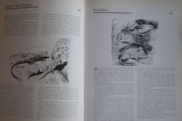 Jeff Huntlys African Wildlife Sketches Jeff Huntly